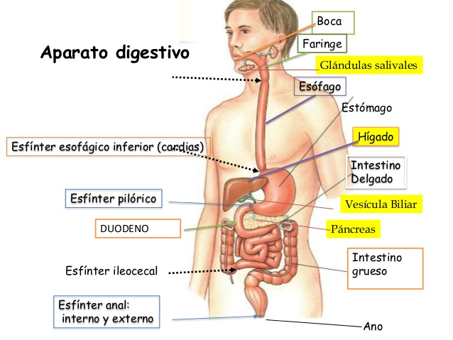 aparato-digestivo-2-5-638